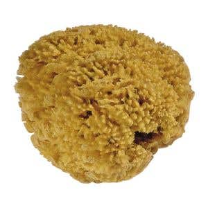 Natural Sea Sponge Variable Sizes 1 Piece